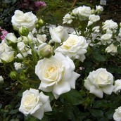 Саженцы кустовых роз (в ассортименте)