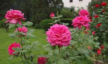 саженцы чайно-гибридных роз